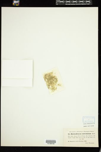 Hydrodictyon utriculatum