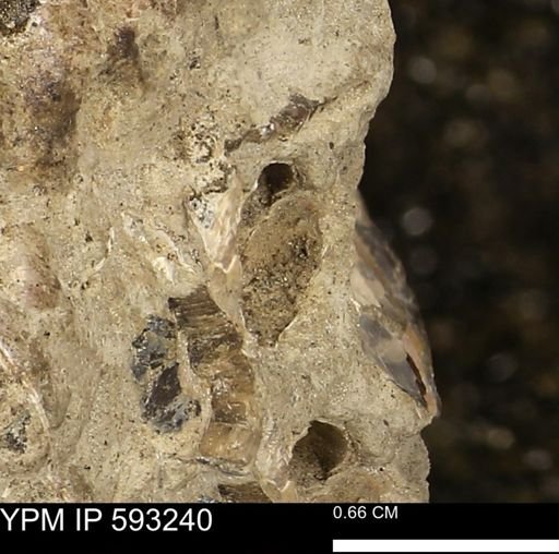 undet. Mollusca