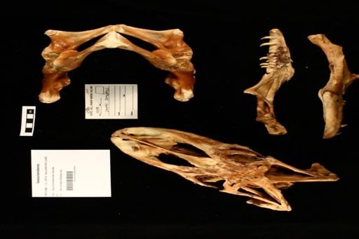 Varanus komodoensis