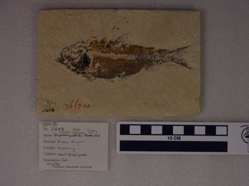 Diplomystus humilis