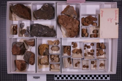 mixed taxa, stratigraphic collection