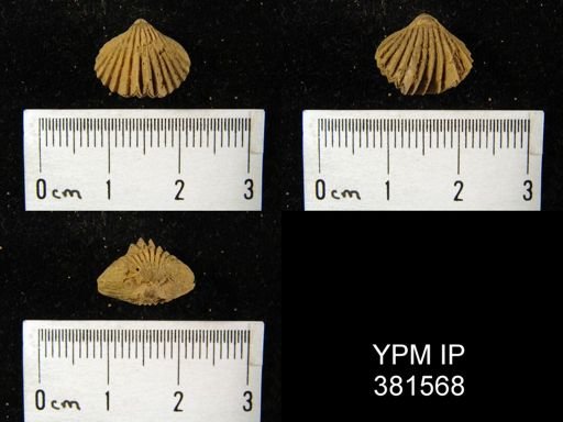 Camarotoechia transversa