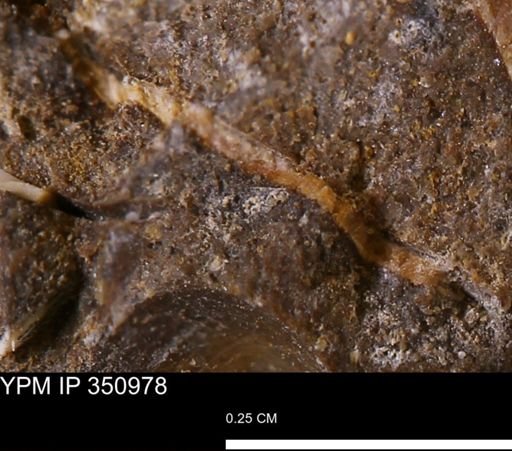 undet. Bivalvia
