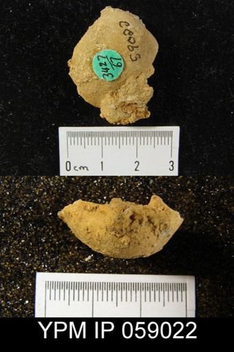 Meristella laevis