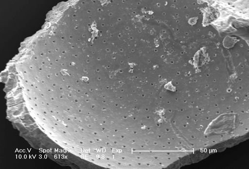 Globigerina bulloides