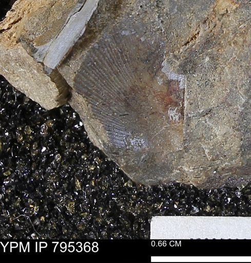 Oxytoma (Hypoxytoma) nebrascana
