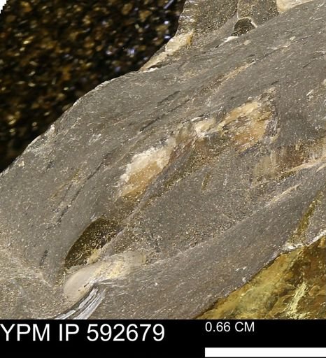 undet. Bivalvia