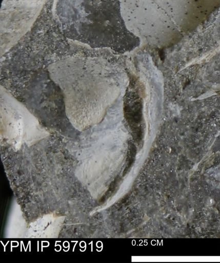 Limopsis striatopunctatus