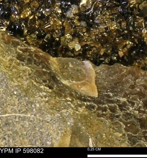 undet. Ammonoidea
