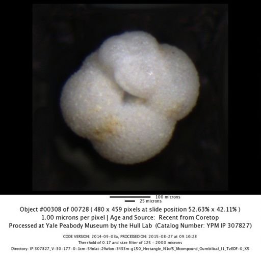 undet. Foraminiferida