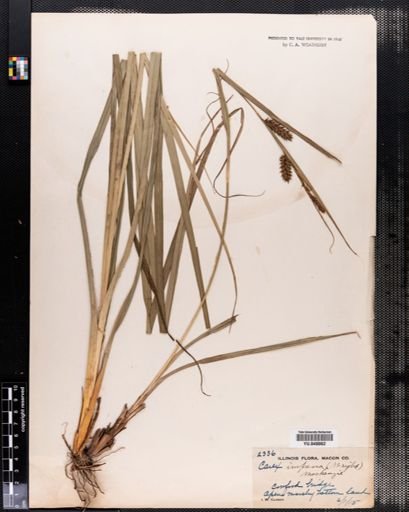 Carex hyalinolepis