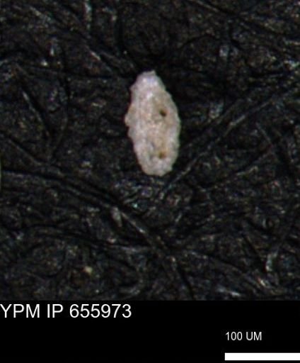 Spirolocammina planula