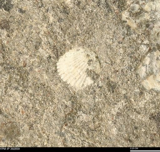 undet. Bivalvia