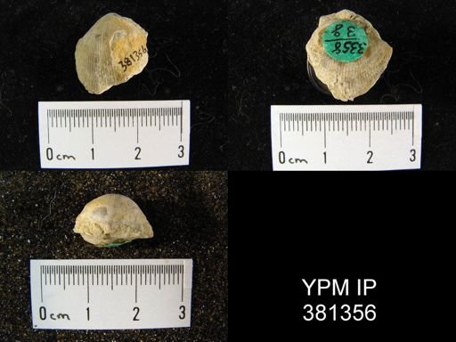 Atrypa reticularis