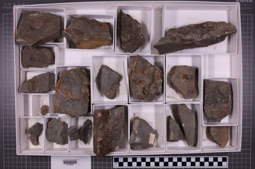 mixed taxa, stratigraphic collection