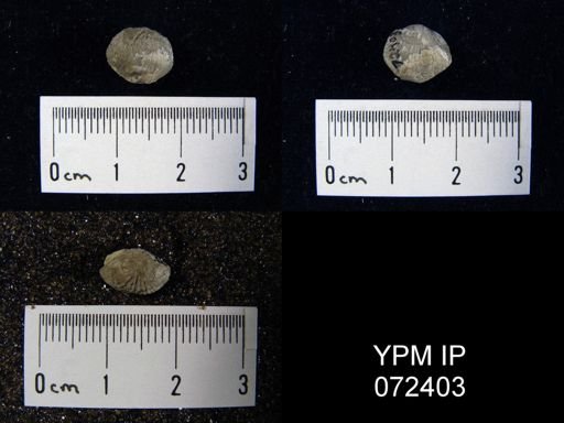 Atrypa tennesseensis