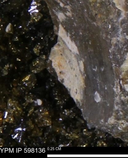 Limopsis striatopunctatus