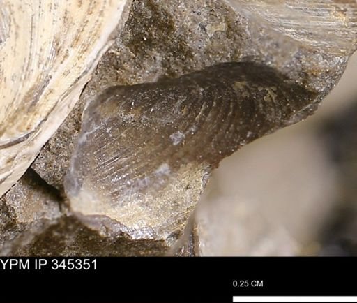 undet. Bivalvia