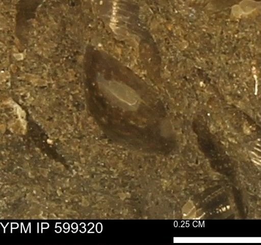 Protocardia subquadrata