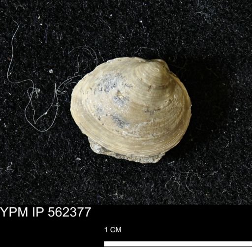Limopsis striatopunctatus