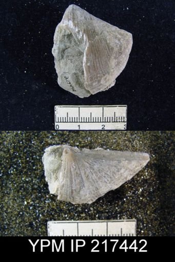 Spirifer cameratus