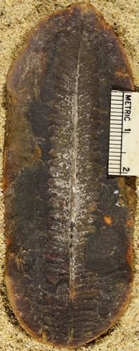 Pecopteris