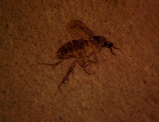 undet. Mycetophilidae