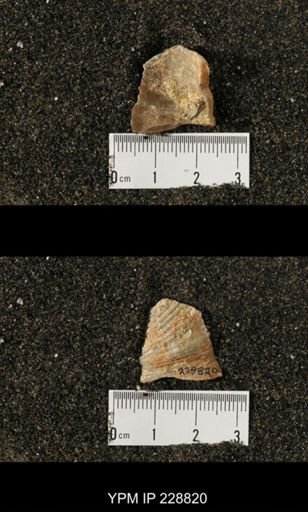 Neospirifer sp.