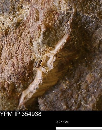 undet. Bivalvia