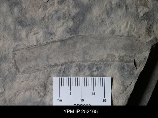 Eurypterus sp.