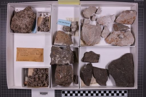 mixed taxa, stratigraphic collection
