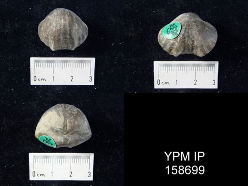 Anastrophia reversa