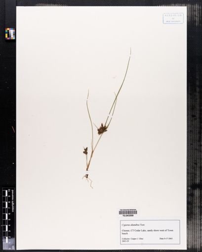 Cyperus diandrus