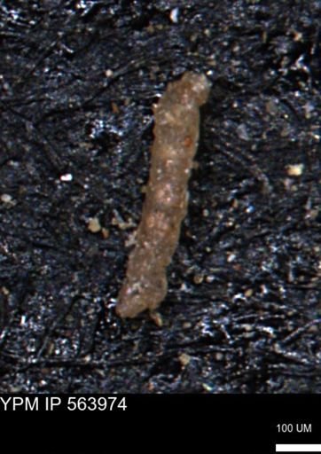 undet. Foraminiferida
