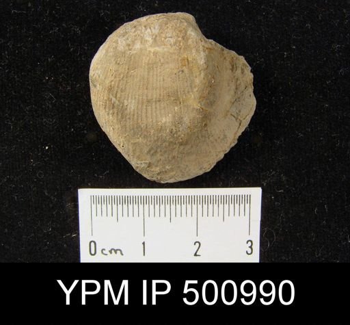 Linoproductus sp.