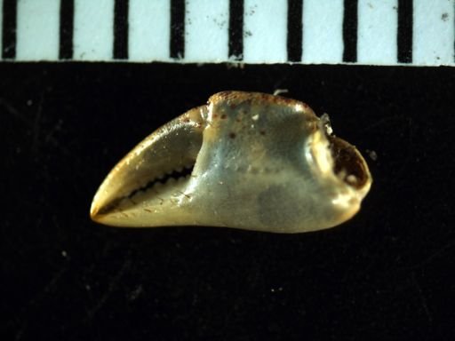 Hemigrapsus sanguineus