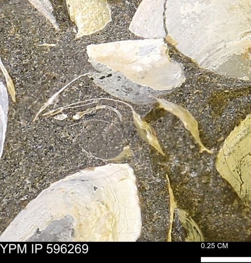 Limopsis striatopunctatus