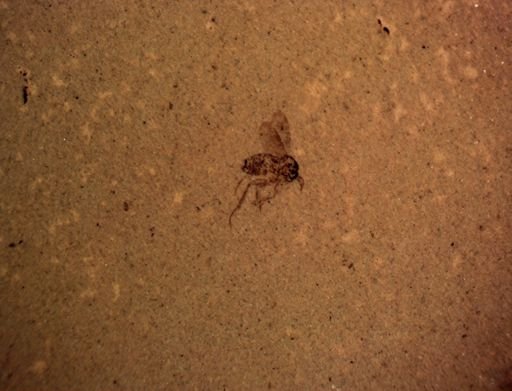 undet. Mycetophilidae