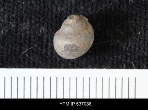 Viviparus montanaensis