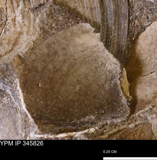 undet. Bivalvia