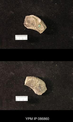 undet. Nautiloidea