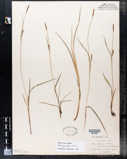 Carex tetanica