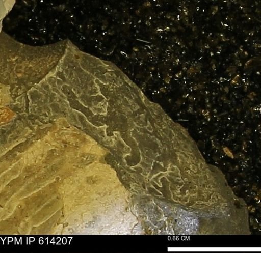 Acanthoscaphites nodosus crassus
