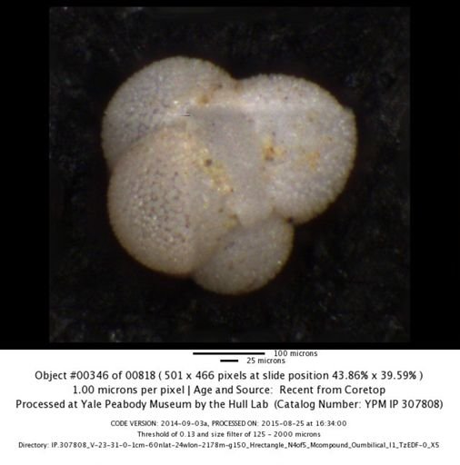 undet. Foraminiferida