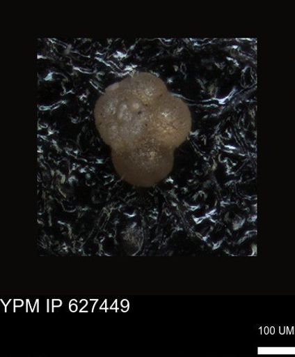 undet. Foraminiferida