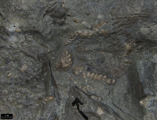 Aplocoma damesii
