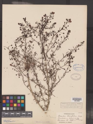 Agalinis tenuifolia