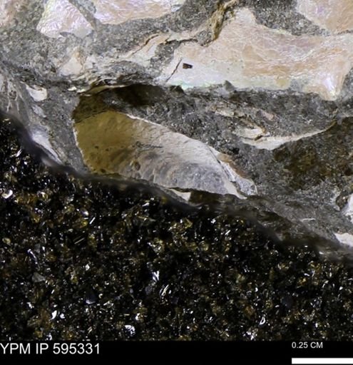 Protocardia sp.