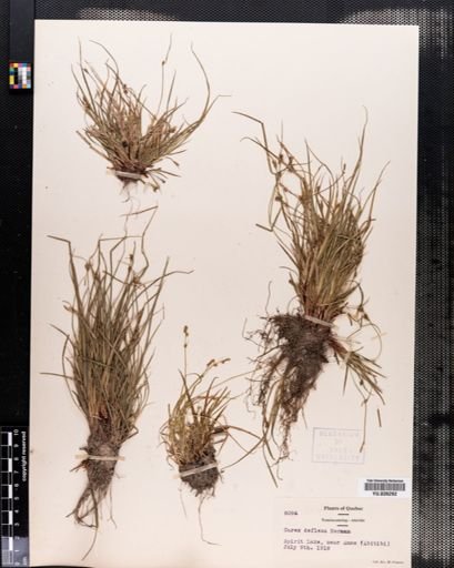 Carex deflexa