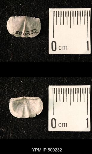 Mesolobus mesolobus decipiens